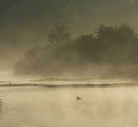 Folaga nella nebbia | Elia Chiesa