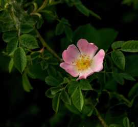 Rosa Canina | Danilo Gallotti