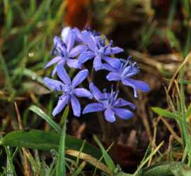 Scilla Bifolia | Ottavio Luoni
