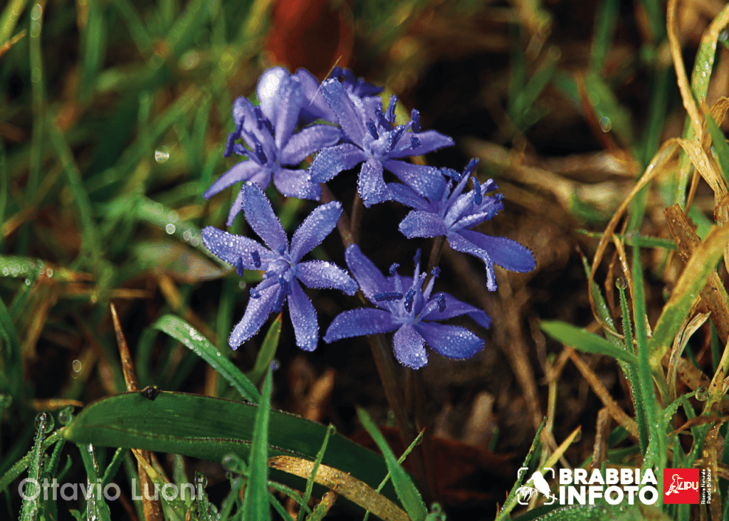 Scilla Bifolia | Ottavio Luoni
