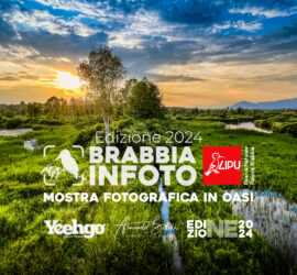 Banner brabbia in foto